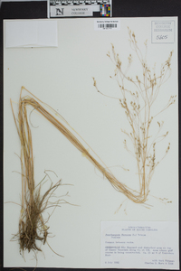 Deschampsia flexuosa image