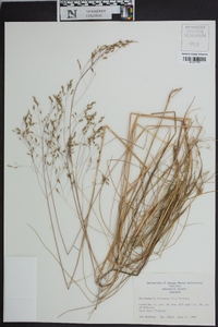 Deschampsia flexuosa image