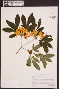 Rhododendron cumberlandense image