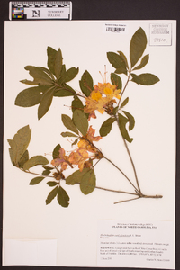 Rhododendron cumberlandense image