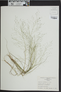 Eragrostis capillaris image