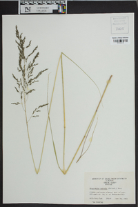 Eragrostis curvula image