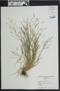 Eragrostis pilosa image