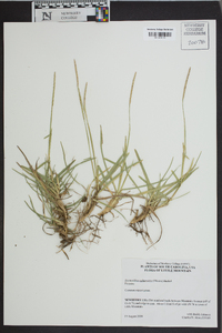 Eremochloa ophiuroides image