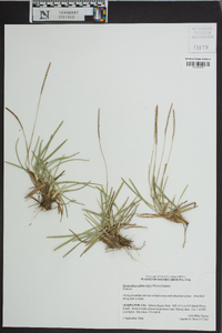 Eremochloa ophiuroides image