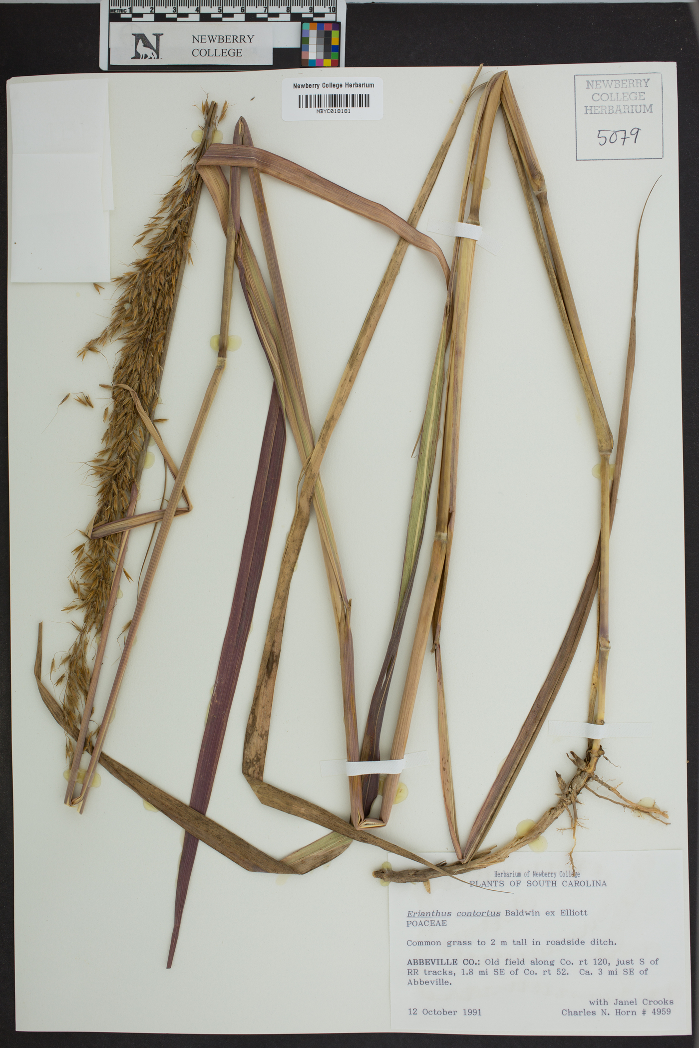 Saccharum brevibarbe var. contortum image