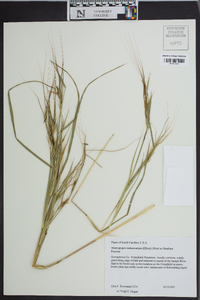 Heteropogon melanocarpus image