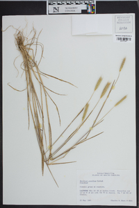 Hordeum pusillum image