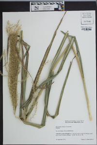 Miscanthus sinensis image