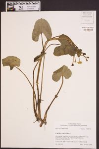 Caltha palustris image