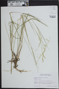 Panicum tenerum image