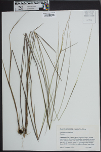 Panicum tenerum image