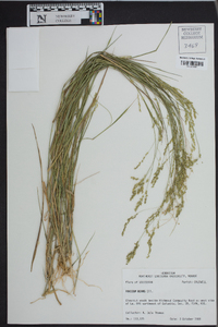 Panicum hians image