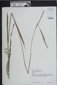 Paspalum bifidum image