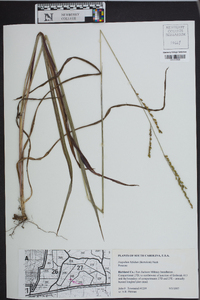 Paspalum bifidum image