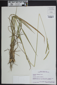 Paspalum dilatatum image