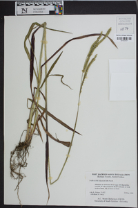 Paspalum dilatatum image