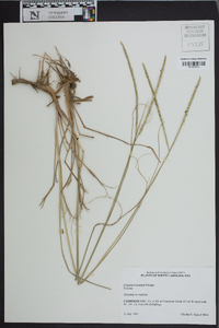 Paspalum notatum image