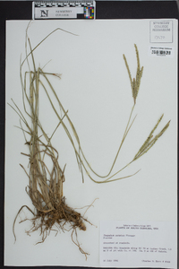 Paspalum notatum image