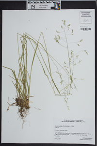 Poa autumnalis image