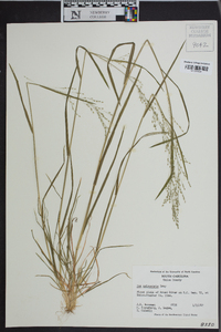 Poa sylvestris image