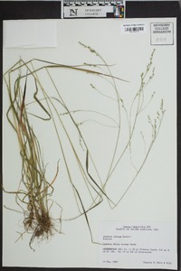 Festuca obtusa image