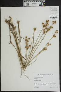 Juncus scirpoides image