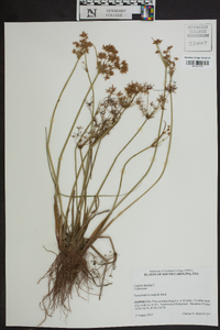 Cyperus haspan image