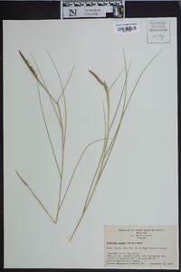 Spartina patens image