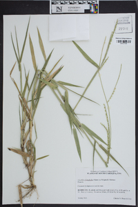 Urochloa platyphylla image