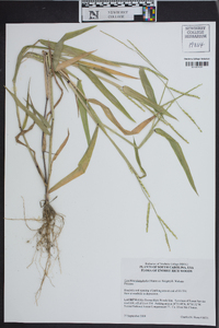 Urochloa platyphylla image