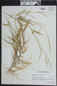 Urochloa platyphylla image