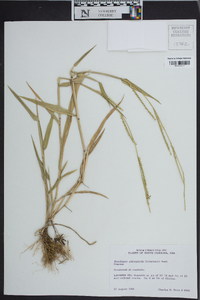 Urochloa platyphylla image