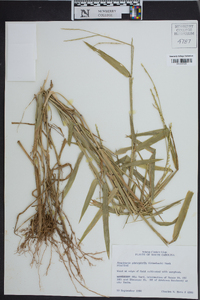 Urochloa platyphylla image