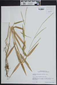 Urochloa platyphylla image