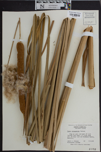 Typha domingensis image