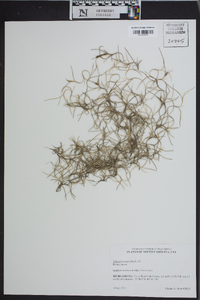 Tillandsia usneoides image