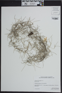 Tillandsia usneoides image