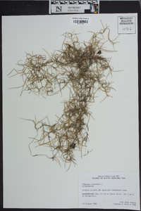 Tillandsia usneoides image