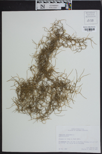 Tillandsia usneoides image