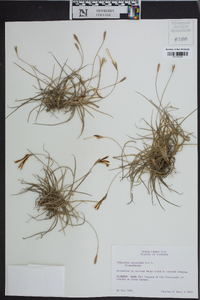 Tillandsia recurvata image