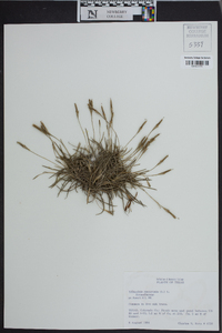 Tillandsia recurvata image