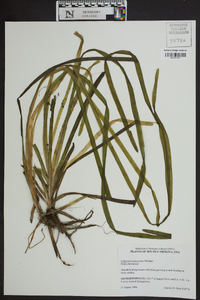 Vallisneria americana image