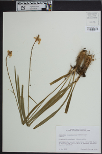 Amianthium muscitoxicum image