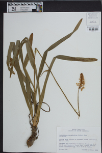 Amianthium muscitoxicum image