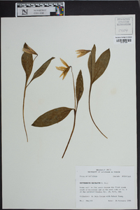 Erythronium rostratum image