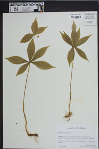 Medeola virginiana image