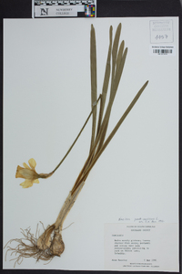 Narcissus pseudonarcissus image