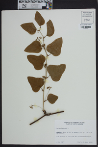 Smilax bona-nox image