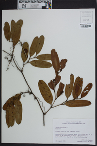 Smilax laurifolia image